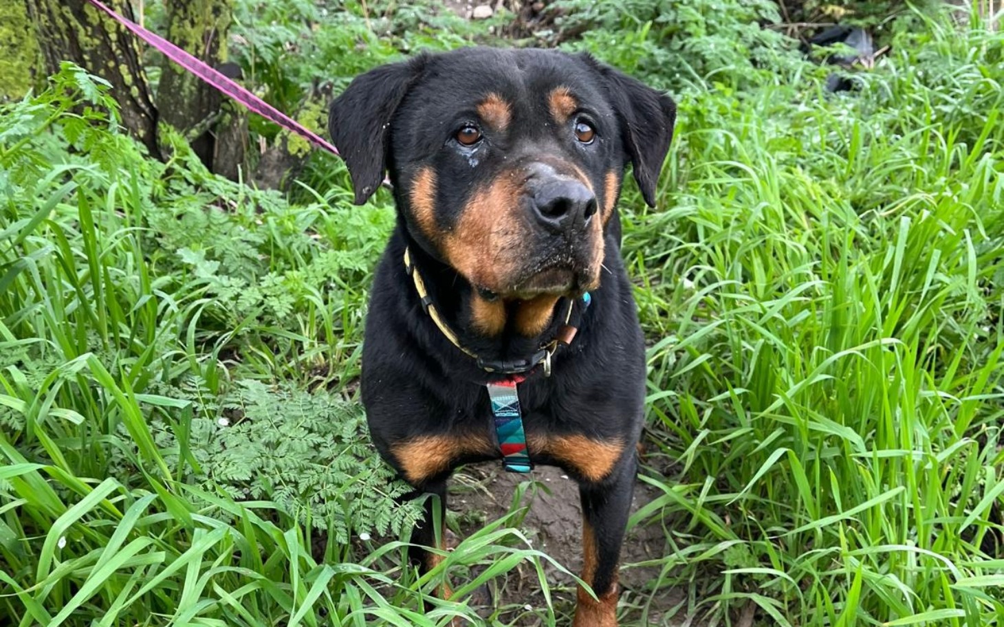 
        Rottweiler w zielonym otoczeniu, z wyrazem ciekawości.
    