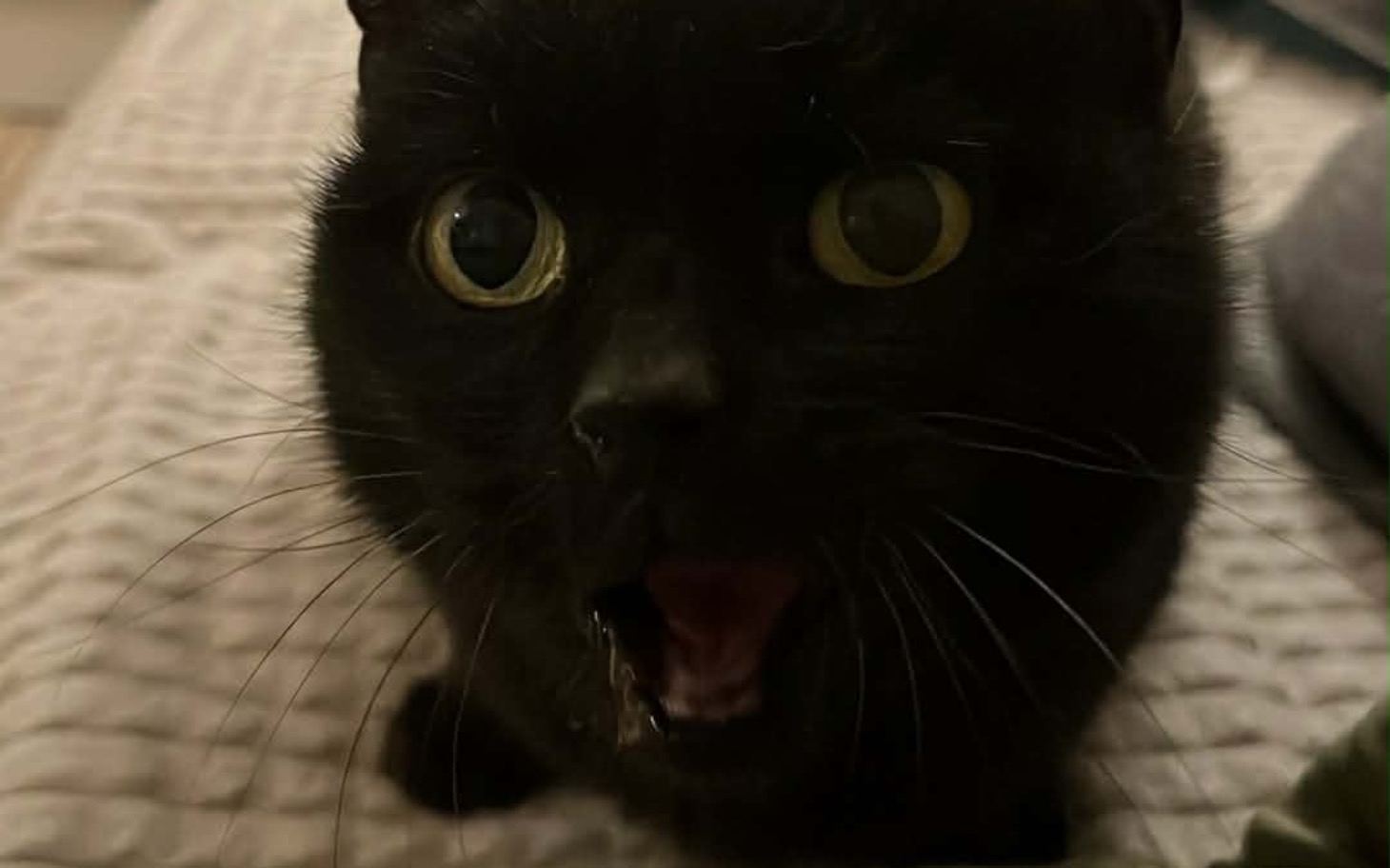 
        Koty w schronisku czekają na nowe domy.
    