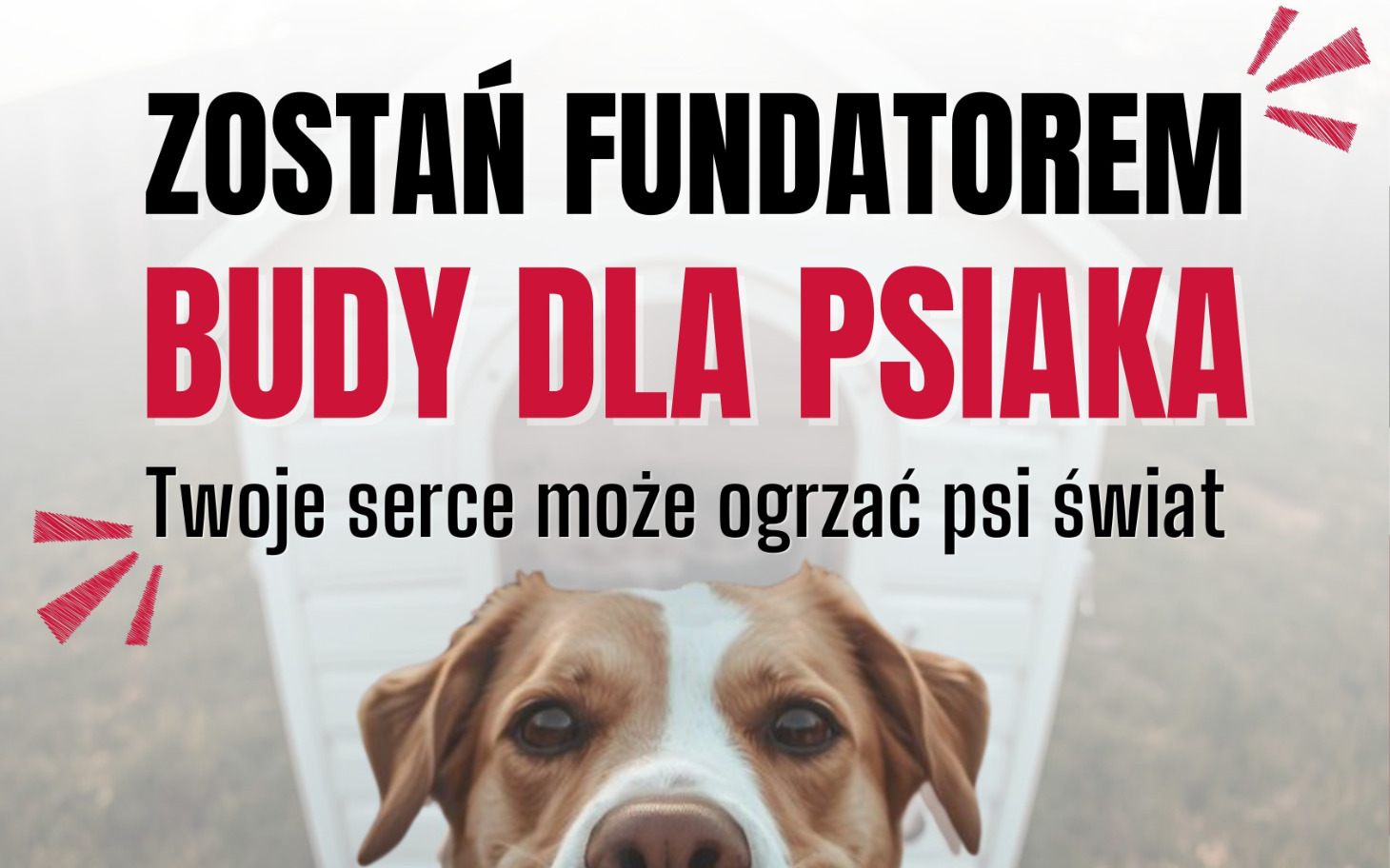 
        Pies z napisem o wsparciu dla budy dla psów.
    