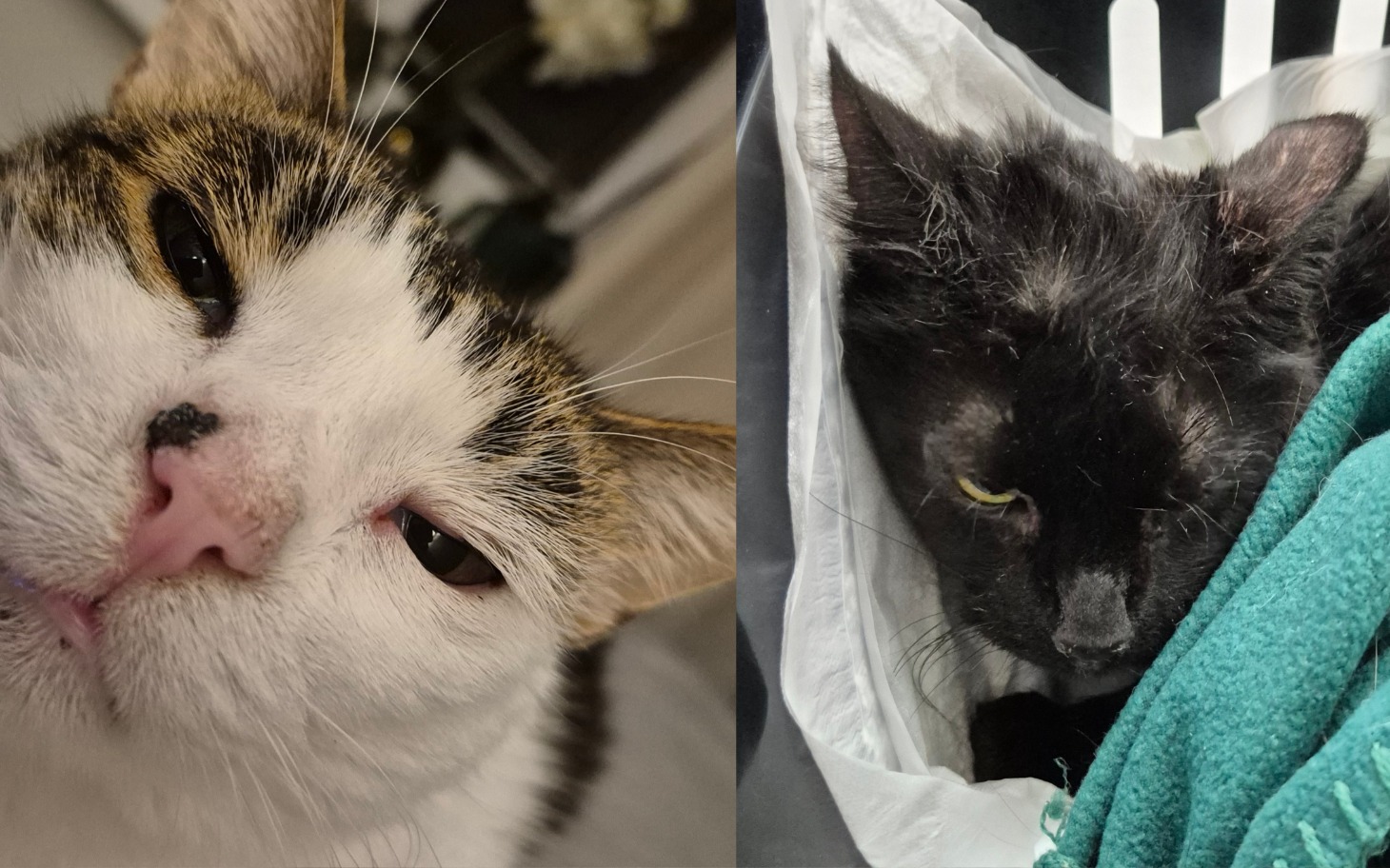 
        Dwa koty, jeden biały, drugi czarny, w zbliżeniu na ich twarze.
    