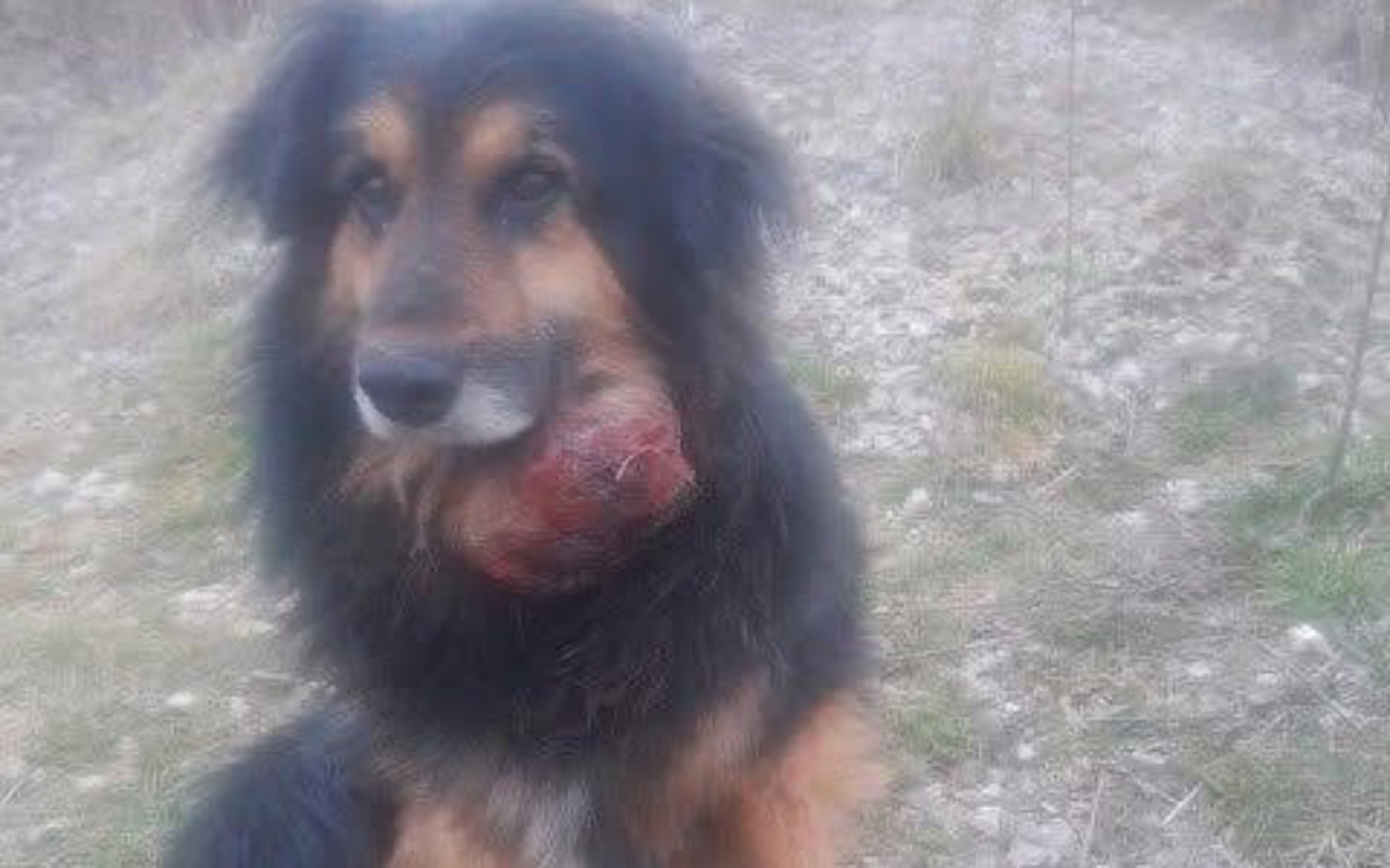 
        Pies z raną na policzku, wyglądający na zmartwionego.
    