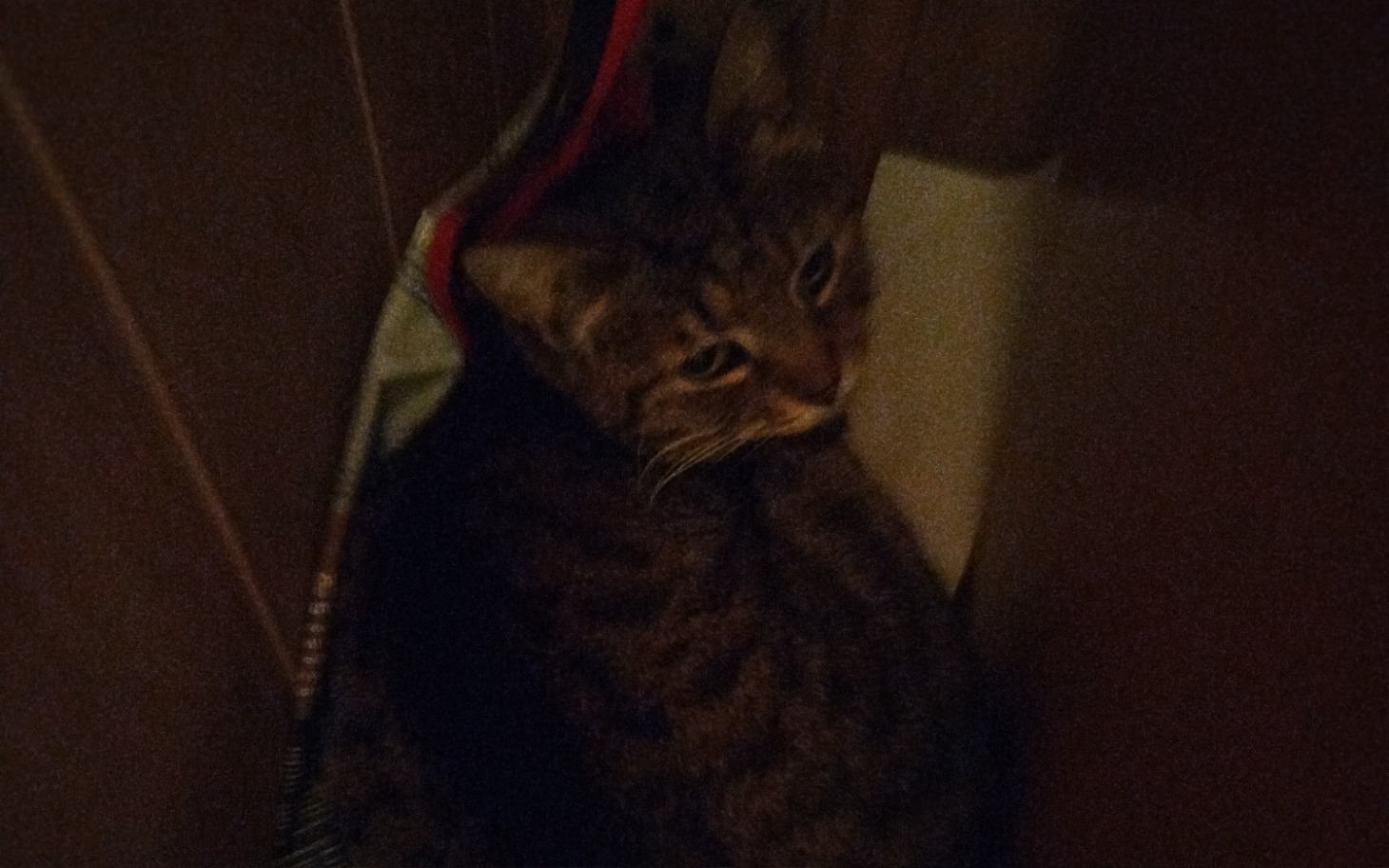 
        Kot schowany w szczelinie, z ciekawym spojrzeniem.
    