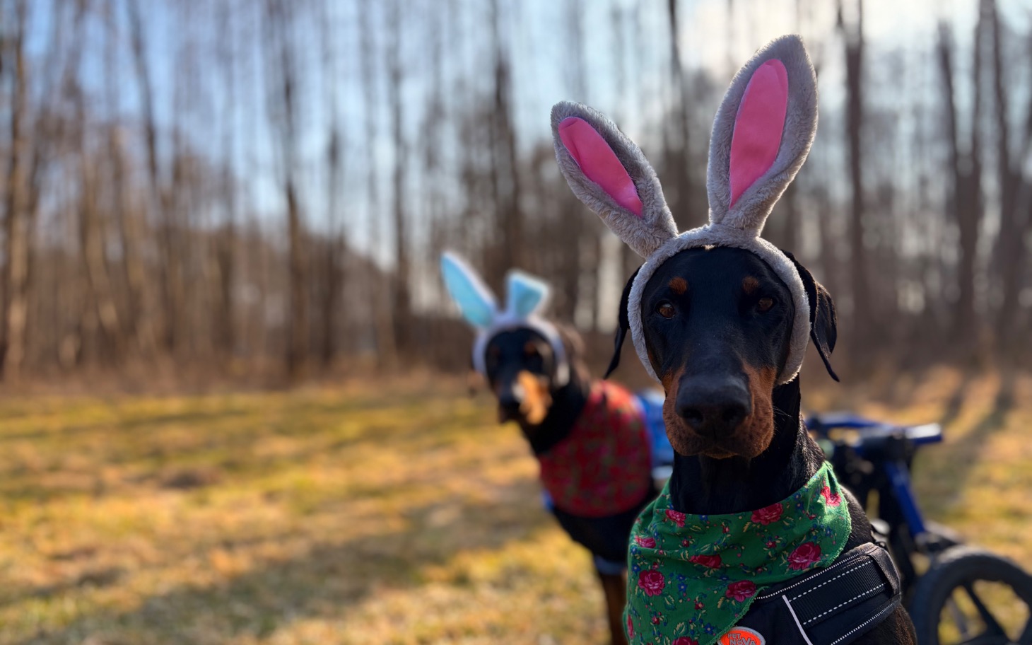 
        Dwa dobermany w uszach króliczka na tle lasu.
    