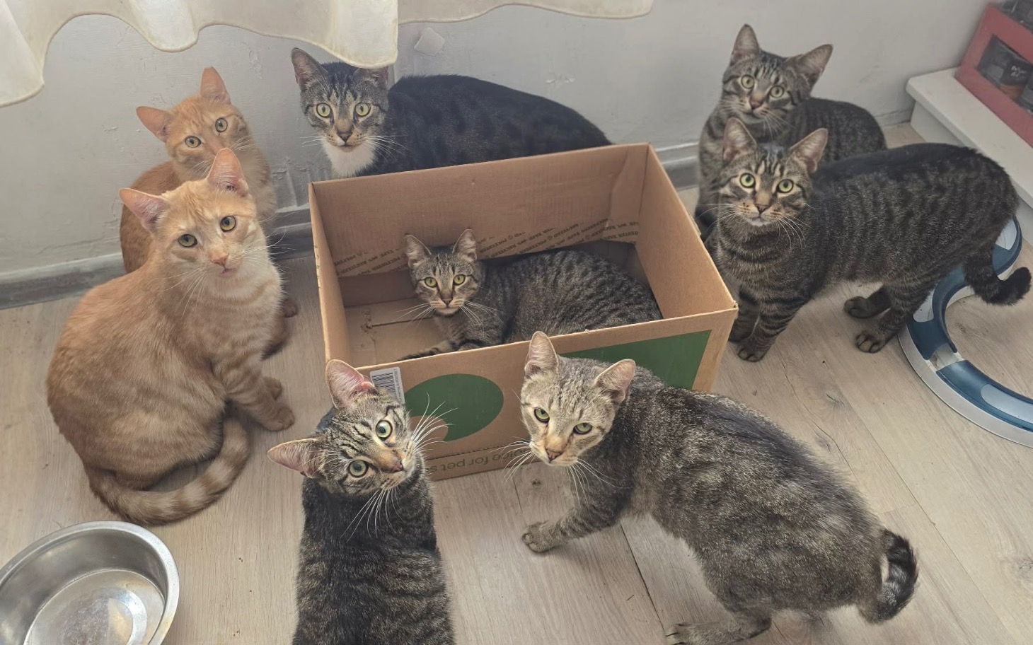 
        Grupa kotów w mieszkaniu, wśród nich koty rasy tabby.
    