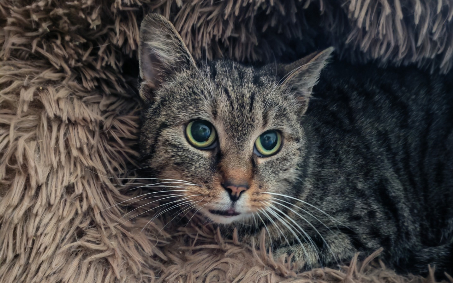 
        Kot w przytulnym miejscu, z wyrazistymi oczami i miękkim futrem.
    