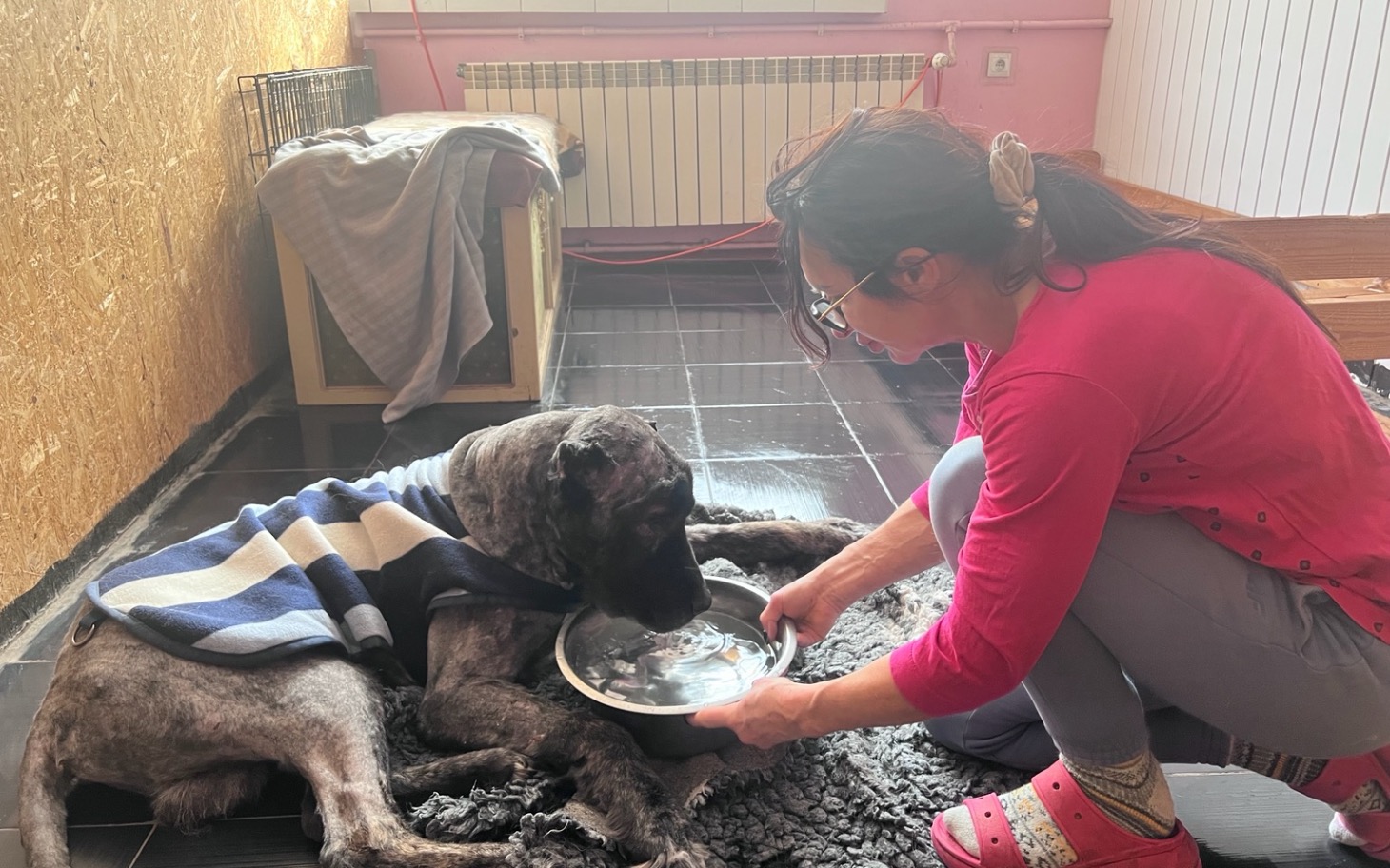 
        Kobieta podaje wodę psu, oboje w przytulnym wnętrzu.
    