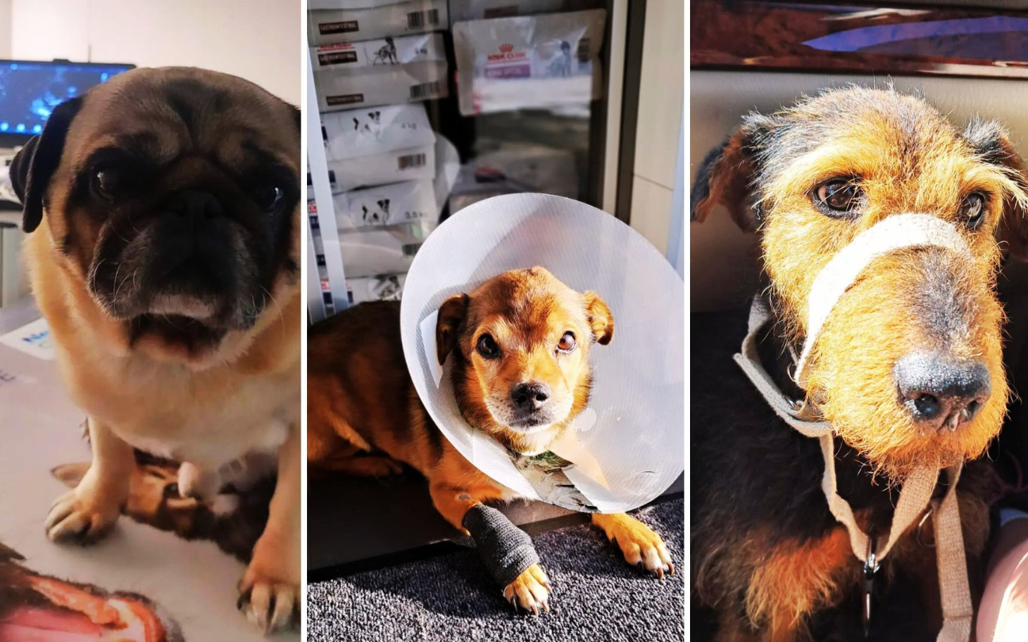 
        Trzy psy w różnych sytuacjach, każdy z unikalnym wyrazem twarzy.
    