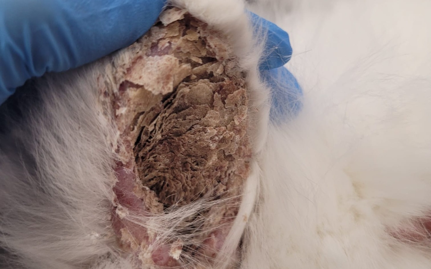 
        Zbliżenie na ranę zwierzęcia, wymagającą opieki weterynaryjnej.
    