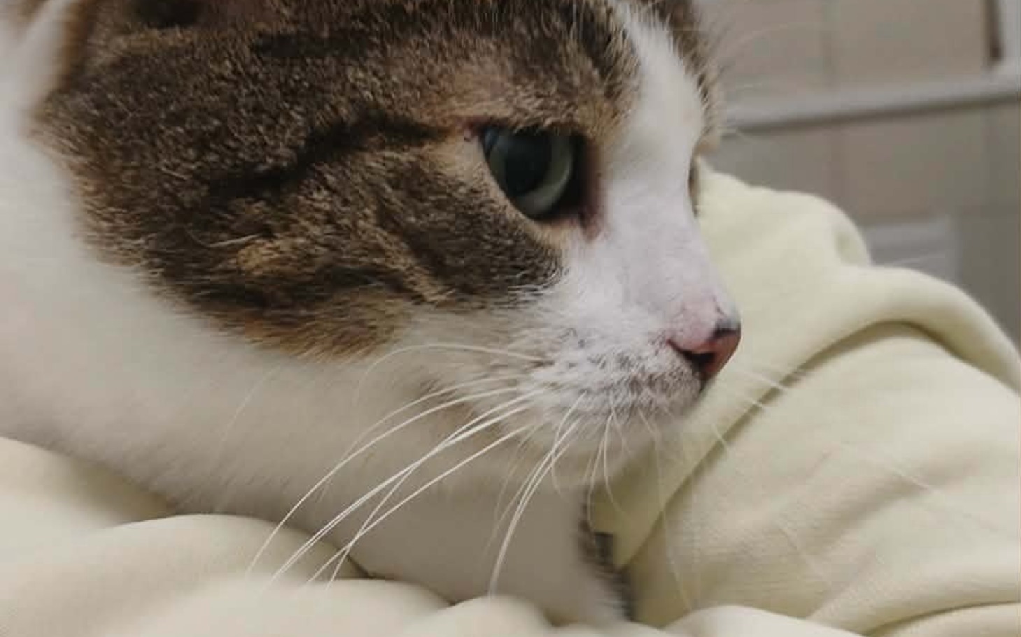 
        Kot z wyraźnymi rysami na twarzy, spogląda w bok.
    