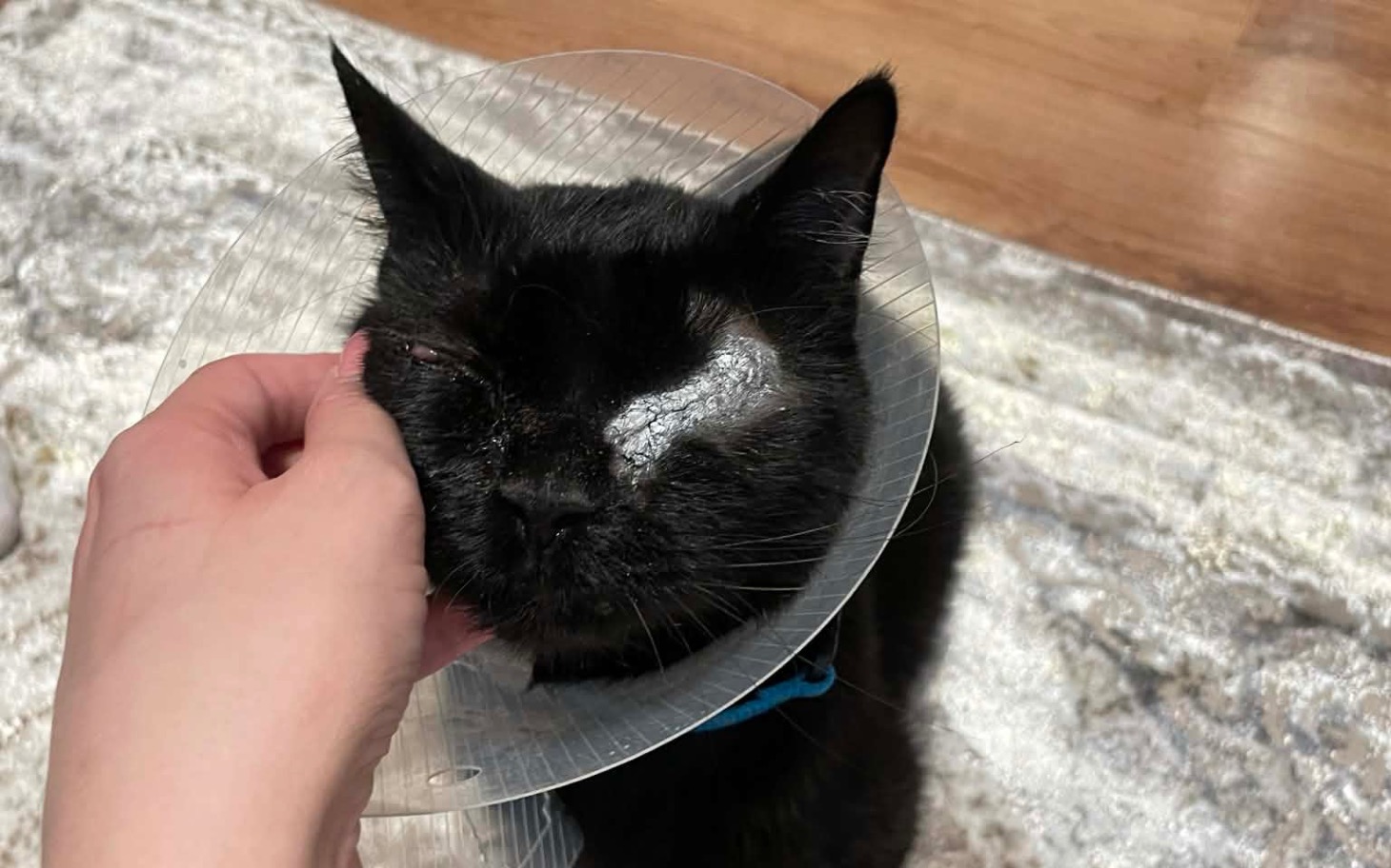 Czarny kot w kołnierzu ochronnym, przytulany przez właściciela.