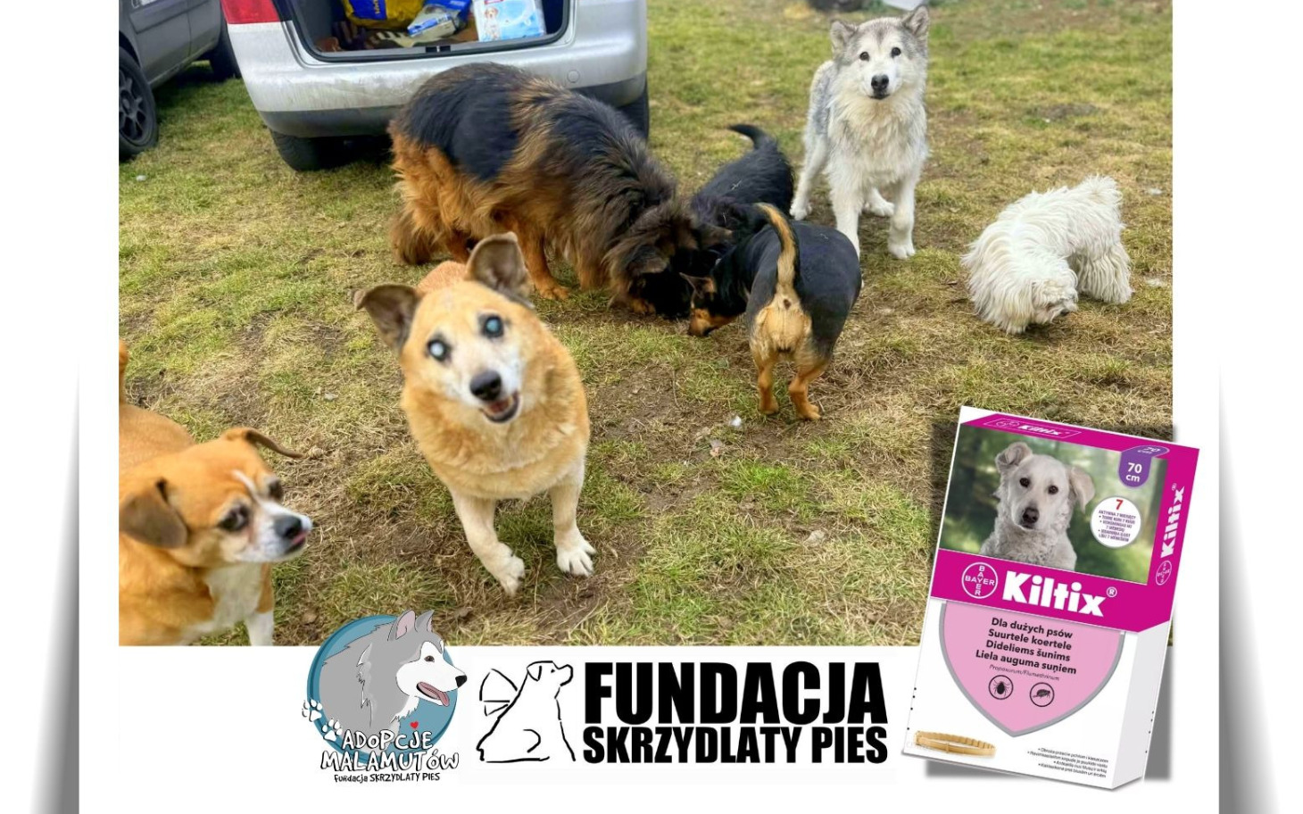 
        Grupa psów w ogrodzie, w tle logo fundacji.
    