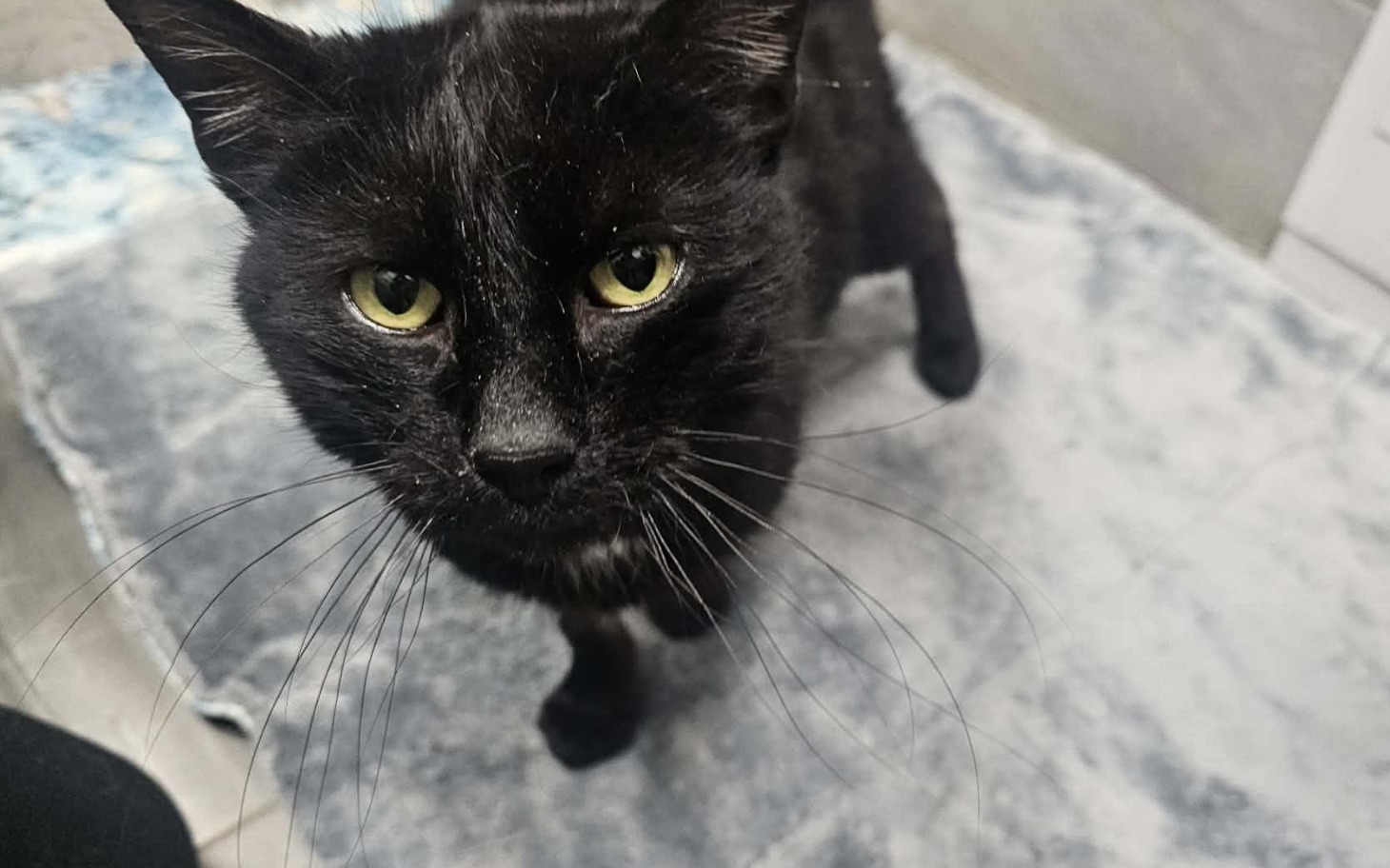 
        Czarny kot z zielonymi oczami, na szarym dywaniku.
    