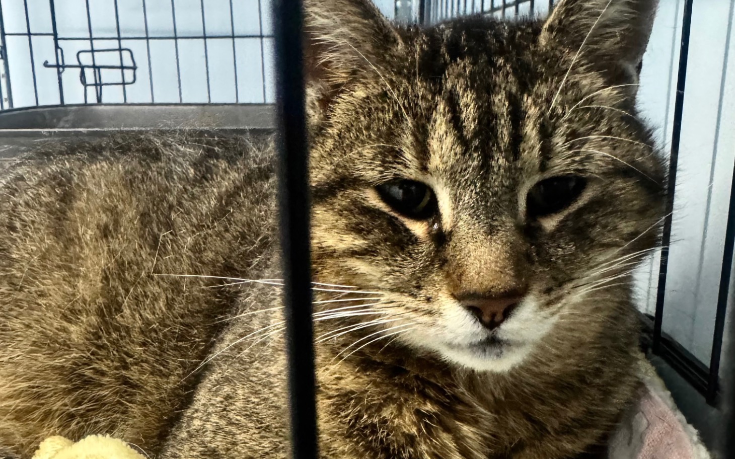 
        Kot w klatce, czekający na nowy dom, z wyrazem smutku w oczach.
    