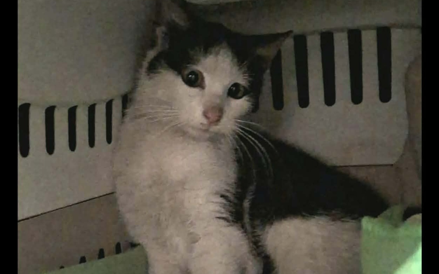 
        Mały kotek w transporterze, wyglądający niepewnie.
    