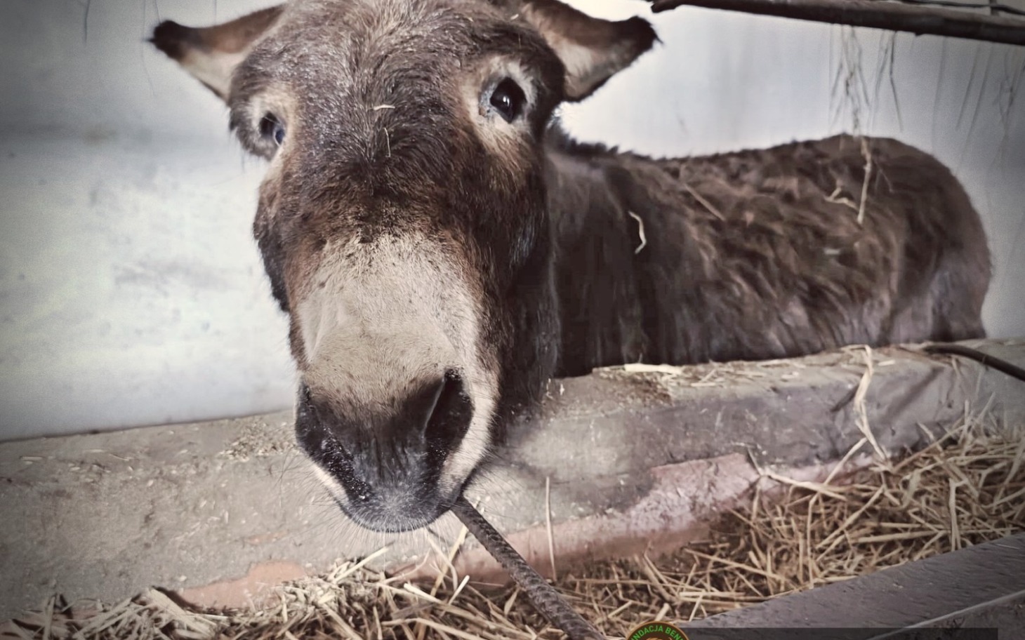 Osiołek z ciekawym spojrzeniem w stajni.