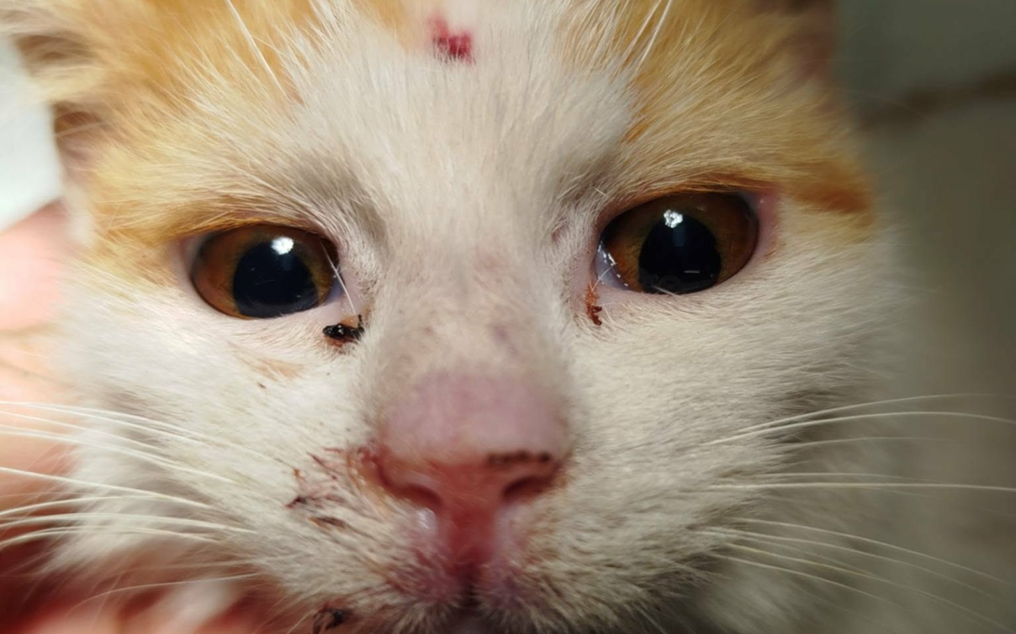 
        Kot z bliznami na twarzy, patrzący w obiektyw.
    