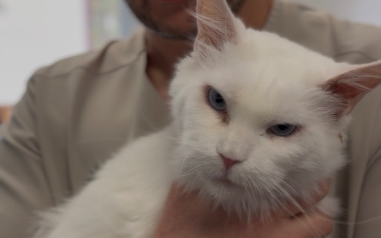 
        Biały kot trzymany na rękach, z niebieskimi oczami.
    