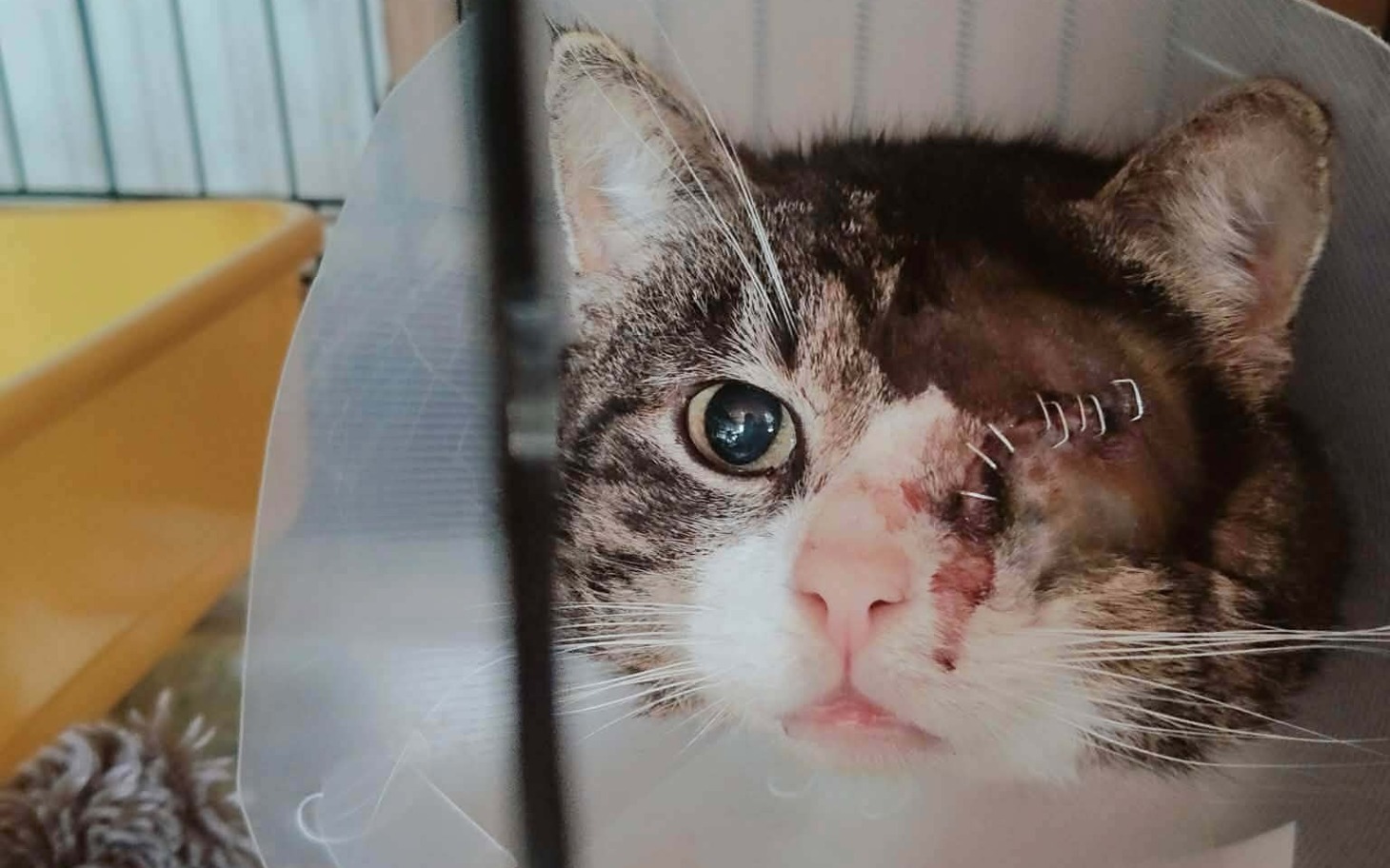 
        Kot w obroży po operacji, z uszkodzoną twarzą, w potrzebie wsparcia.
    