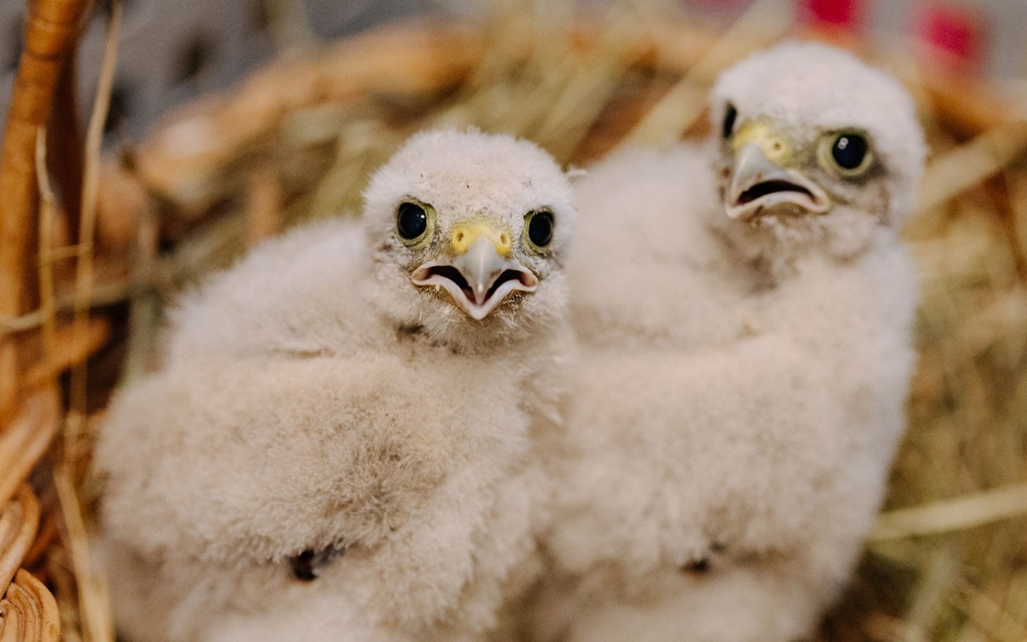
        Młode pisklęta sokoła w gnieździe, z ciekawymi spojrzeniami.
    