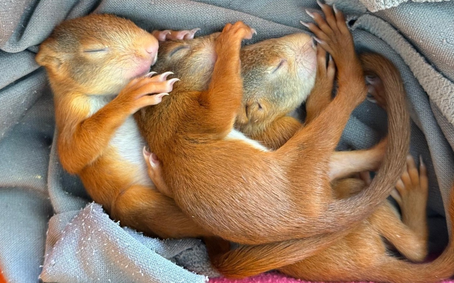 
        Dwa małe wiewiórki śpiące w kłębie.
    