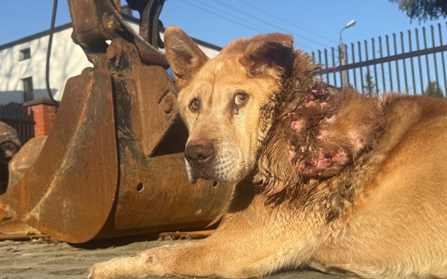 
        Pies z raną na szyi leży obok maszyny budowlanej.
    