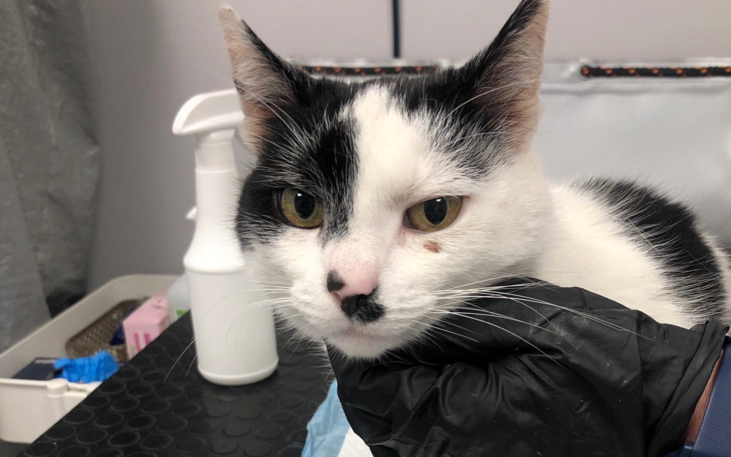 
        Biały kot z czarnymi plamami, trzymany w rękach.
    