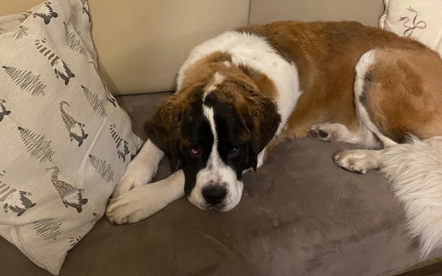 
        Pies rasy święty Bernard leży na kanapie, wyglądając smutno.
    