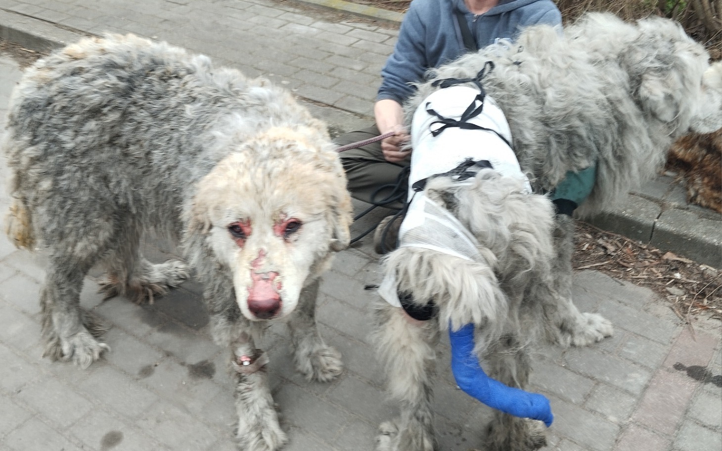 
        Dwa psy na spacerze, jeden z bandażem na nodze.
    