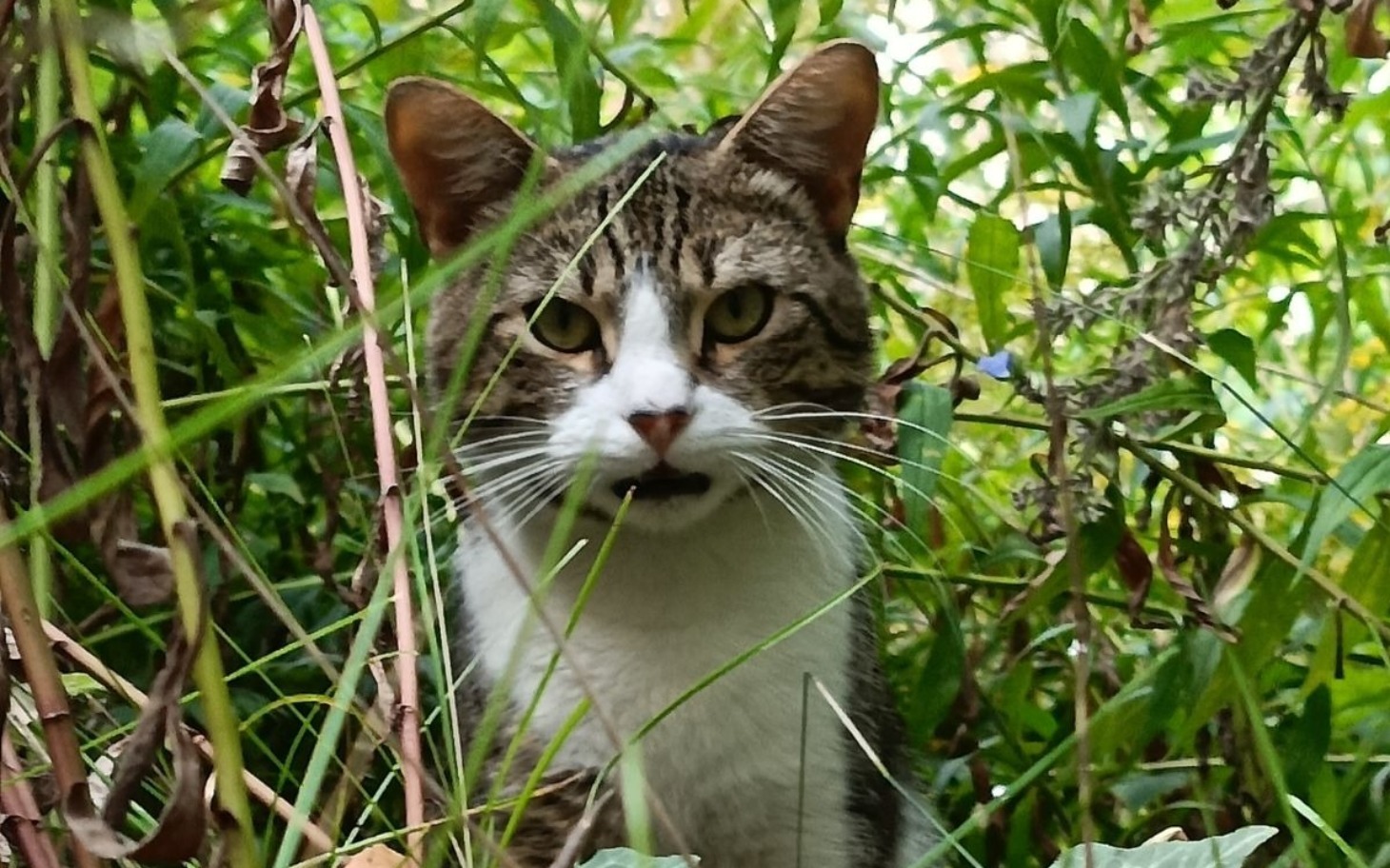 
        Kot obserwujący otoczenie w gęstej roślinności.
    