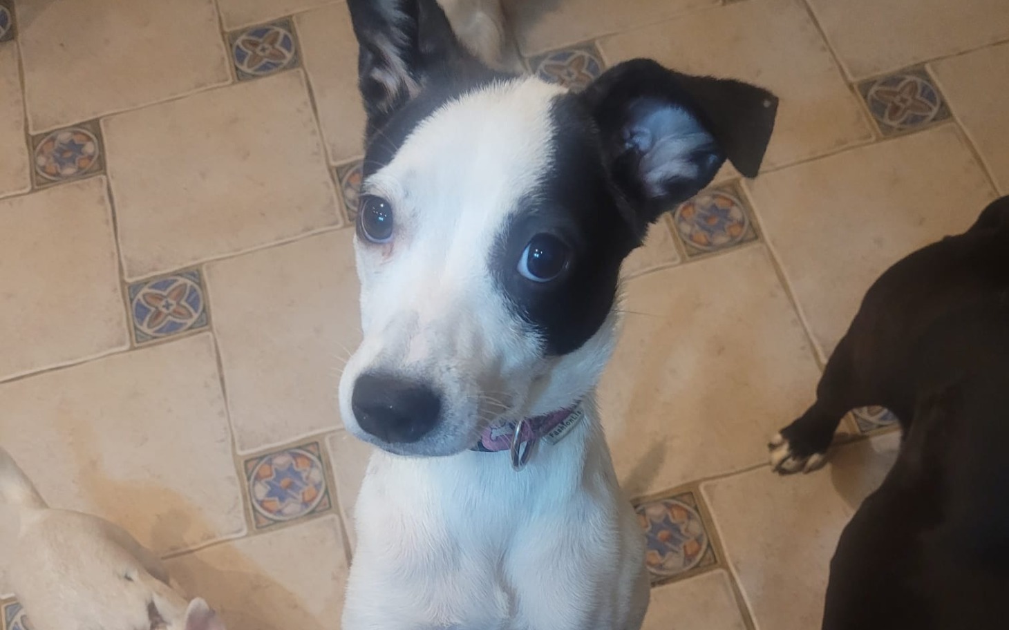 
        Mały pies z czarnym uchem, patrzący w kamerę.
    