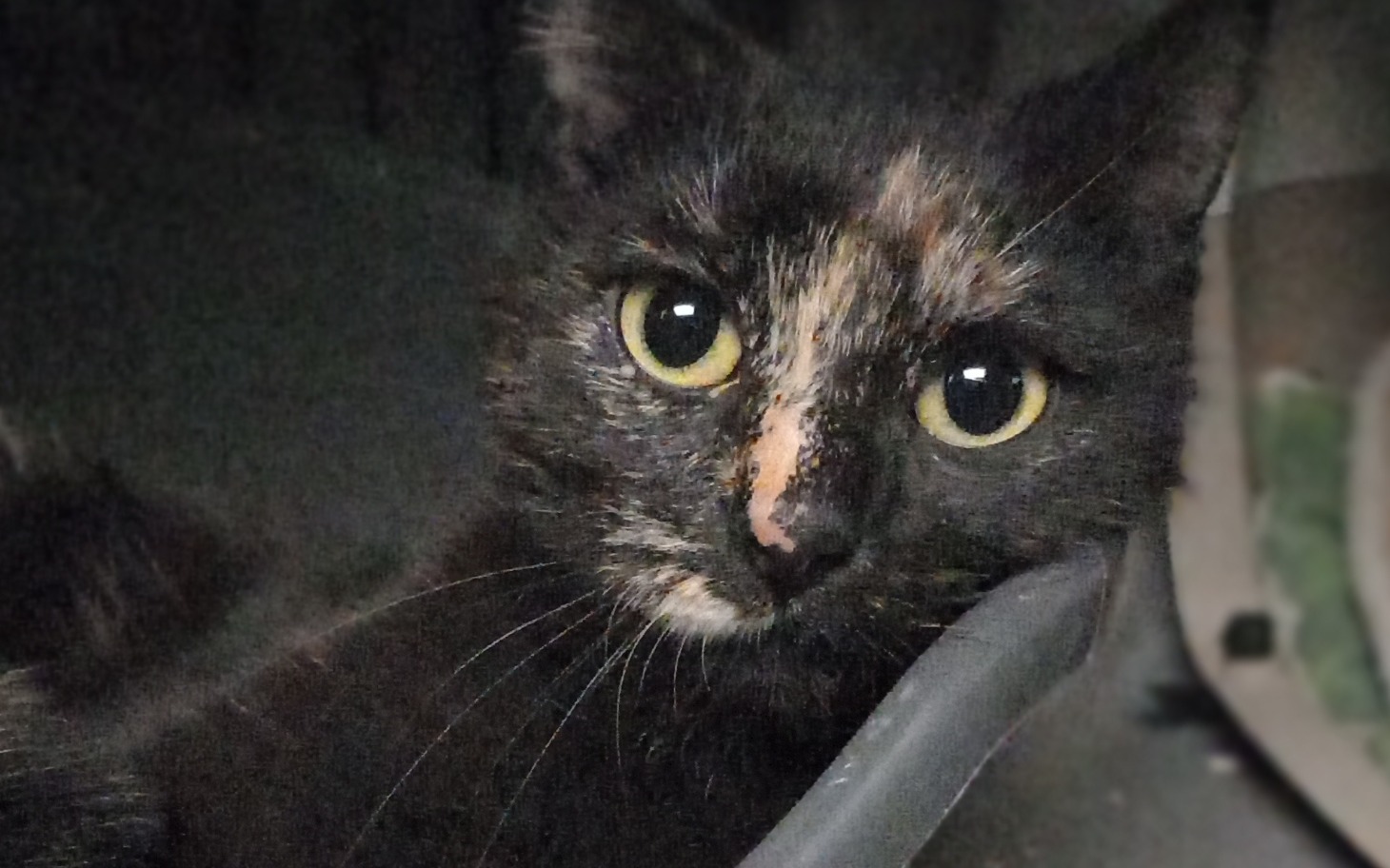 
        Kot z bliska, z wyrazistymi oczami.
    