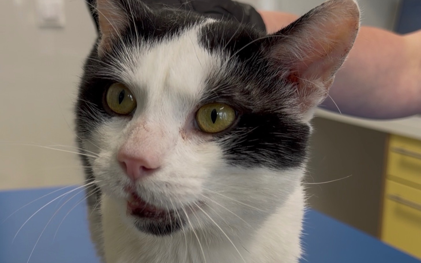 
        Kot z zielonymi oczami, patrzy na widza.
    