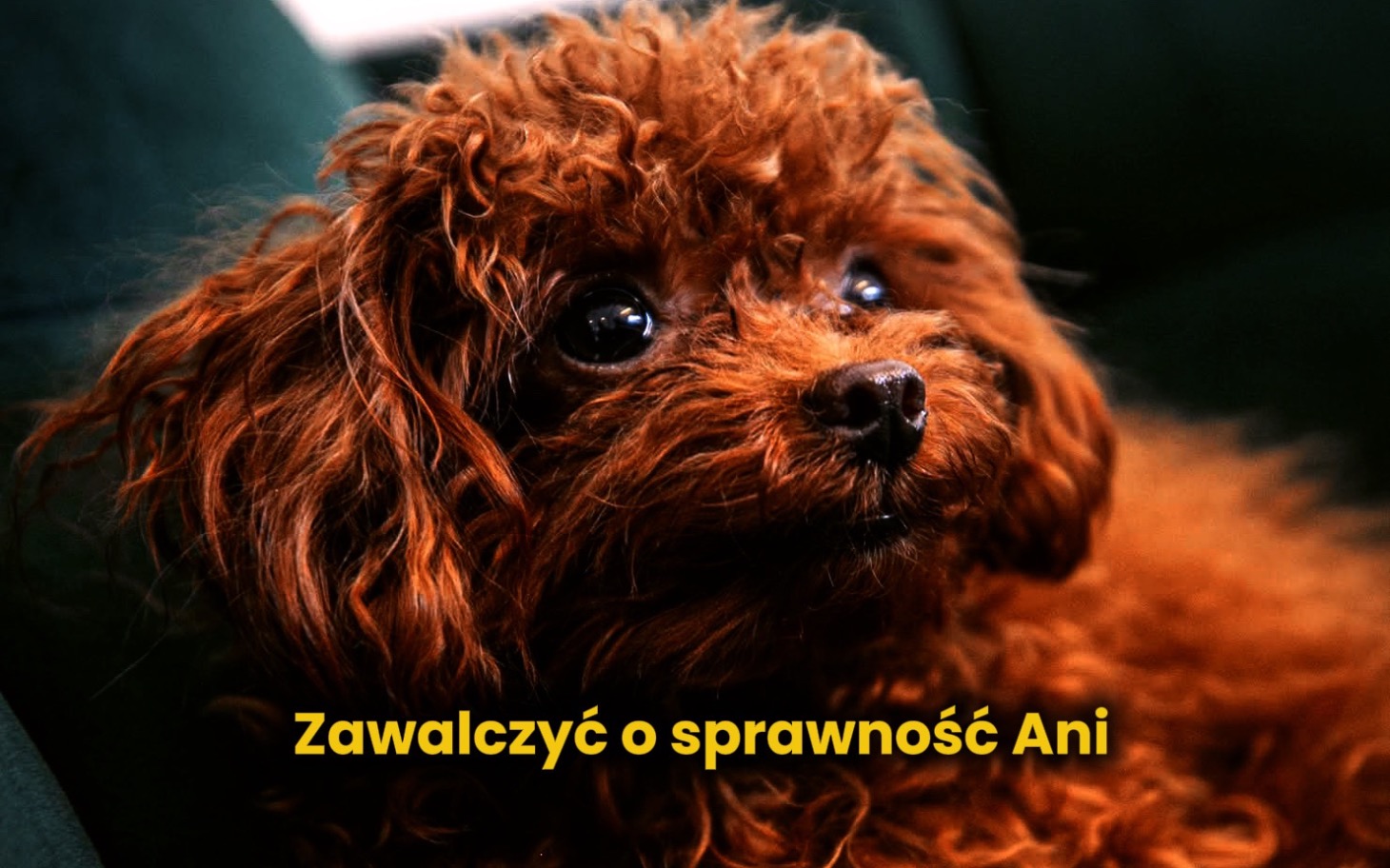 
        Rudy pies z dużymi oczami, patrzący w obiektyw.
    