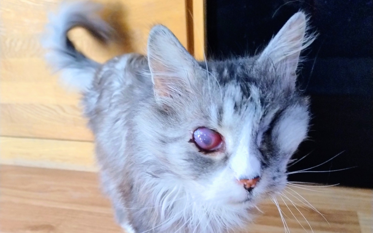 
        Kot z jednym okiem, z ciekawskim wyrazem twarzy.
    