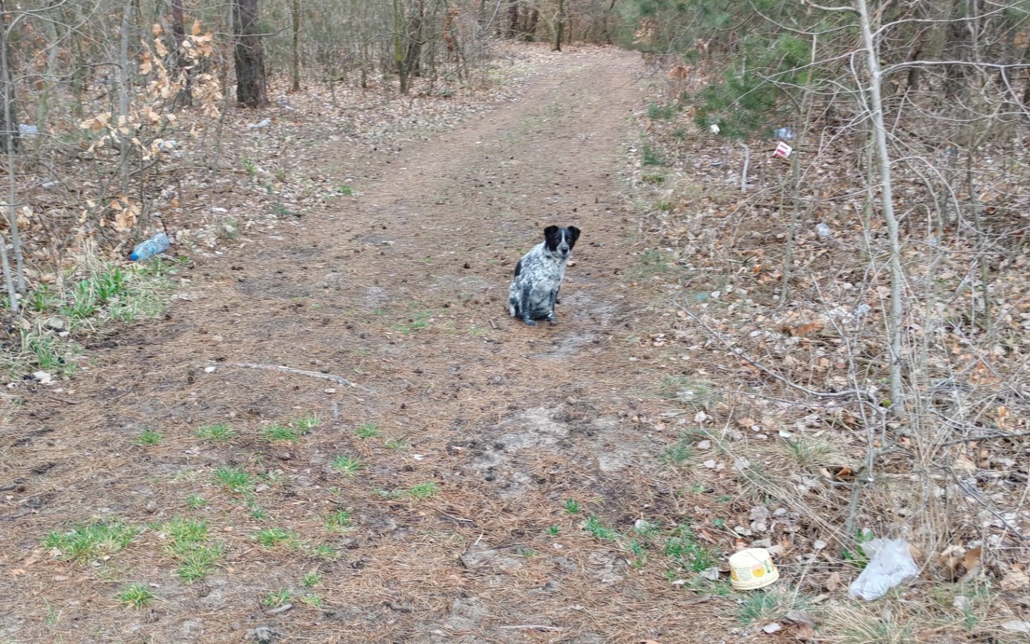 
        Pies siedzący na leśnej ścieżce, otoczony przyrodą.
    