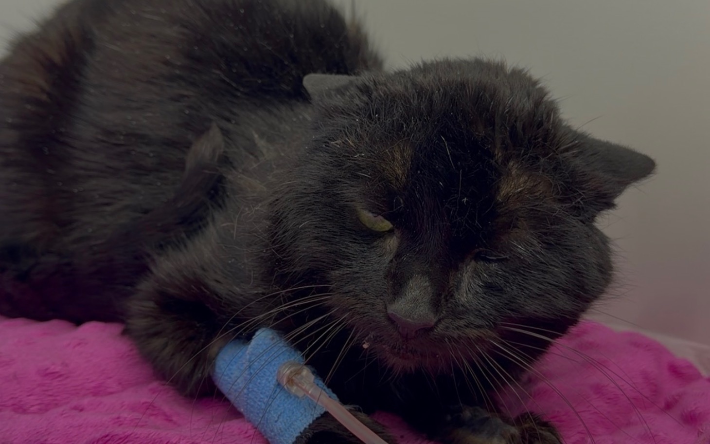 
        Czarny kot z opatrunkiem, leżący na różowym kocyku.
    