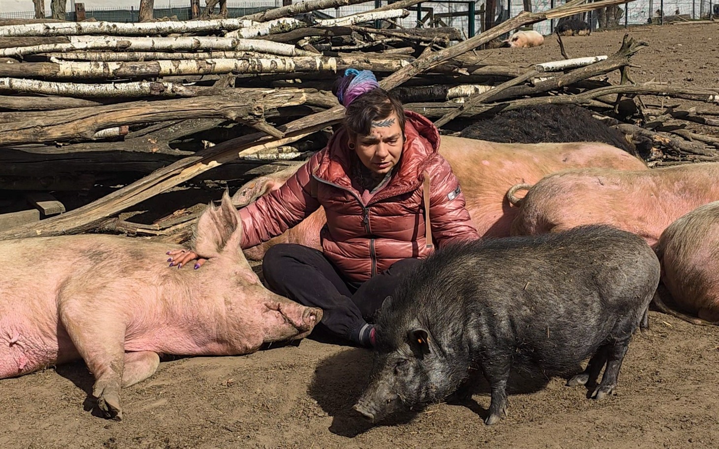 
        Osoba w towarzystwie świń na farmie.
    