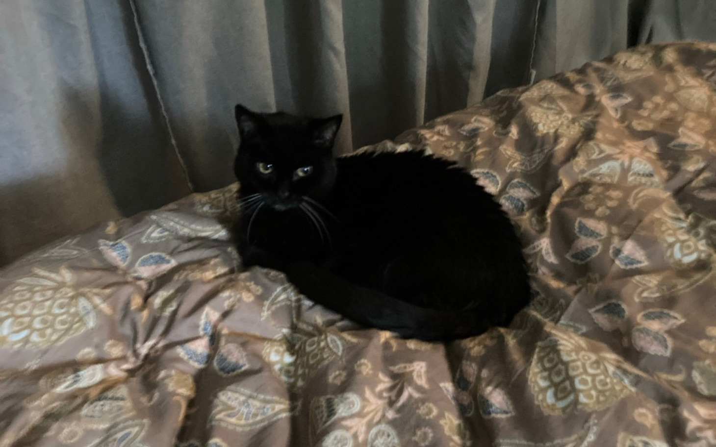 
        Czarny kot leżący na pościeli, z wyrazem tajemniczości.
    