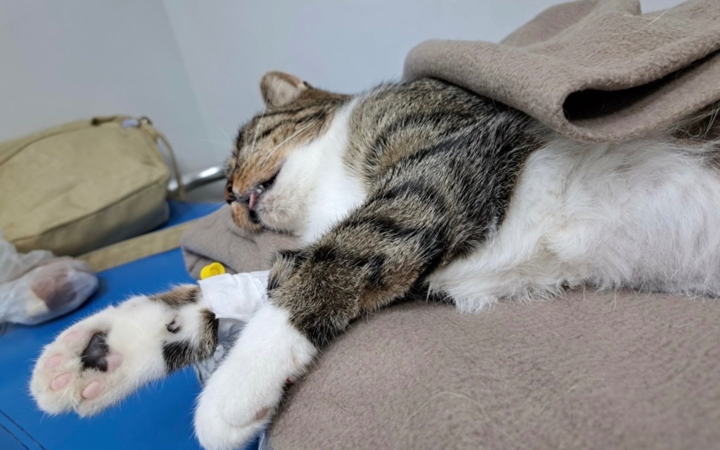 
        Kot śpiący na stole, z wyciągniętymi łapkami.
    