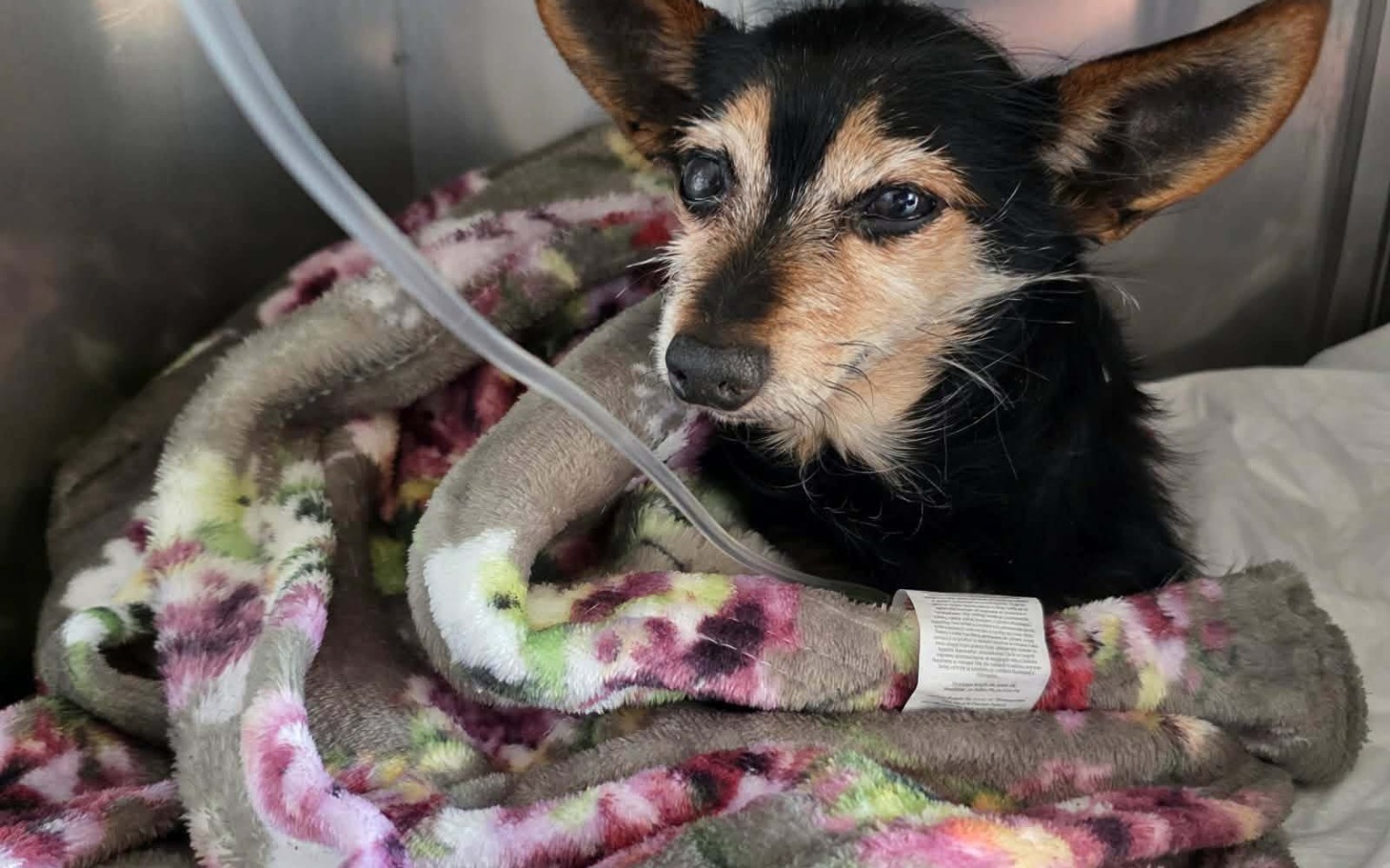 
        Mały pies owinięty w koc, z wyrazem zmęczenia.
    