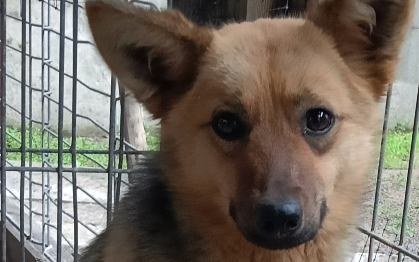 
        Pies z dużymi uszami, uśmiechający się do kamery.
    