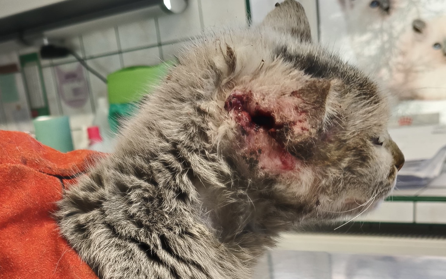 
        Kot z raną na szyi, w lecznicy, potrzebuje pilnej interwencji weterynaryjnej.
    