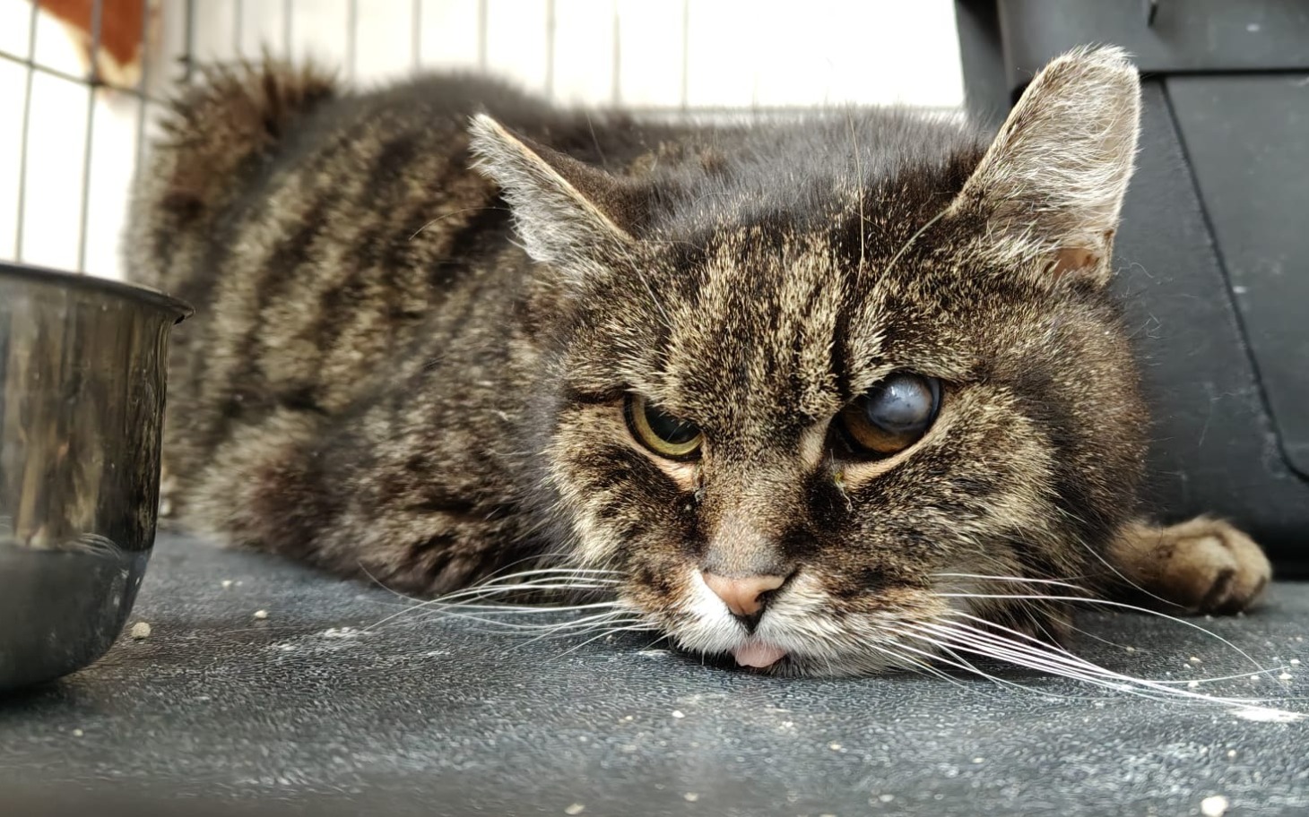 
        Kot leżący na podłodze, z wyrazem smutku na twarzy.
    