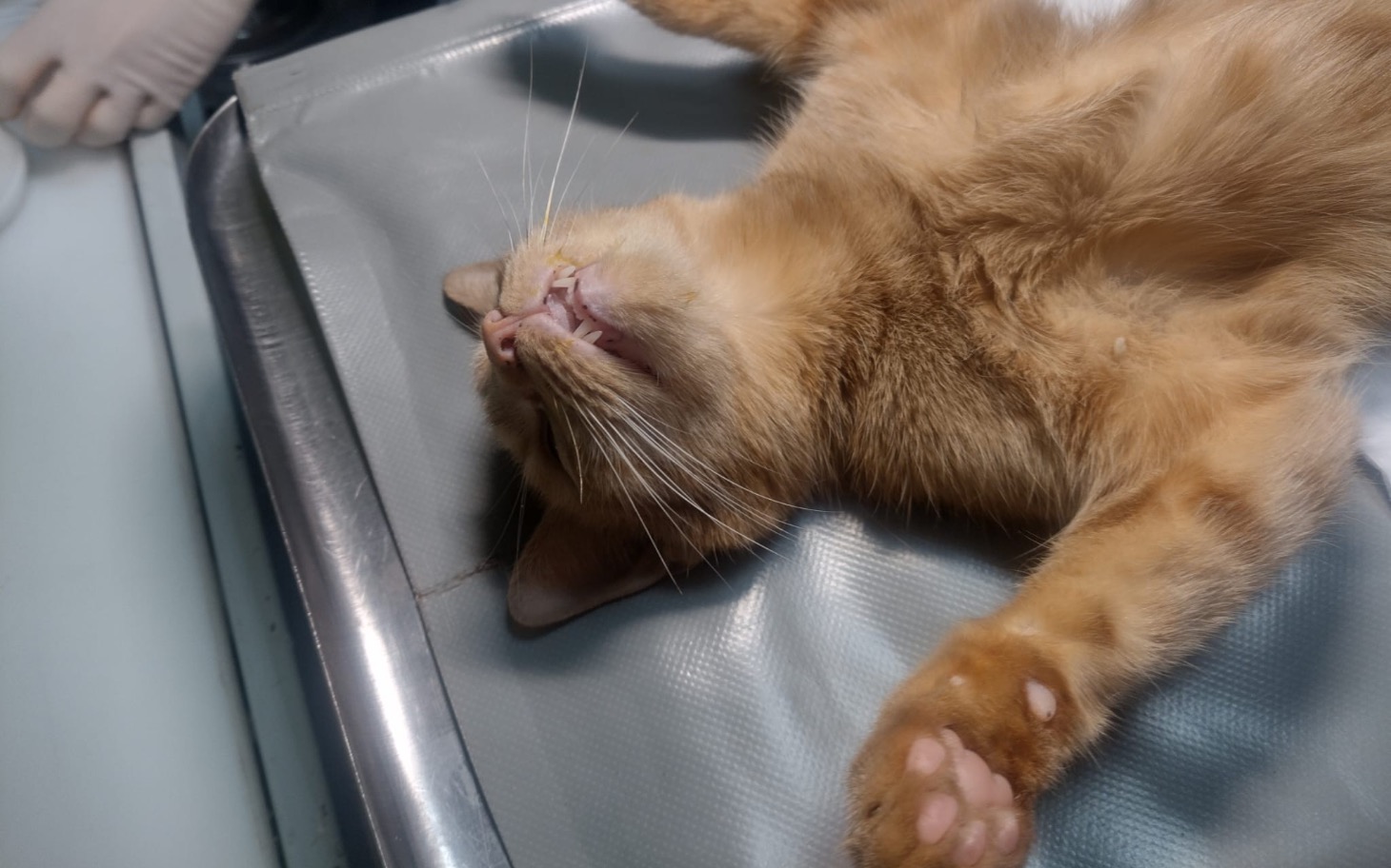 
        Kot leżący na stole, zrelaksowany i w spokojnej pozycji.
    