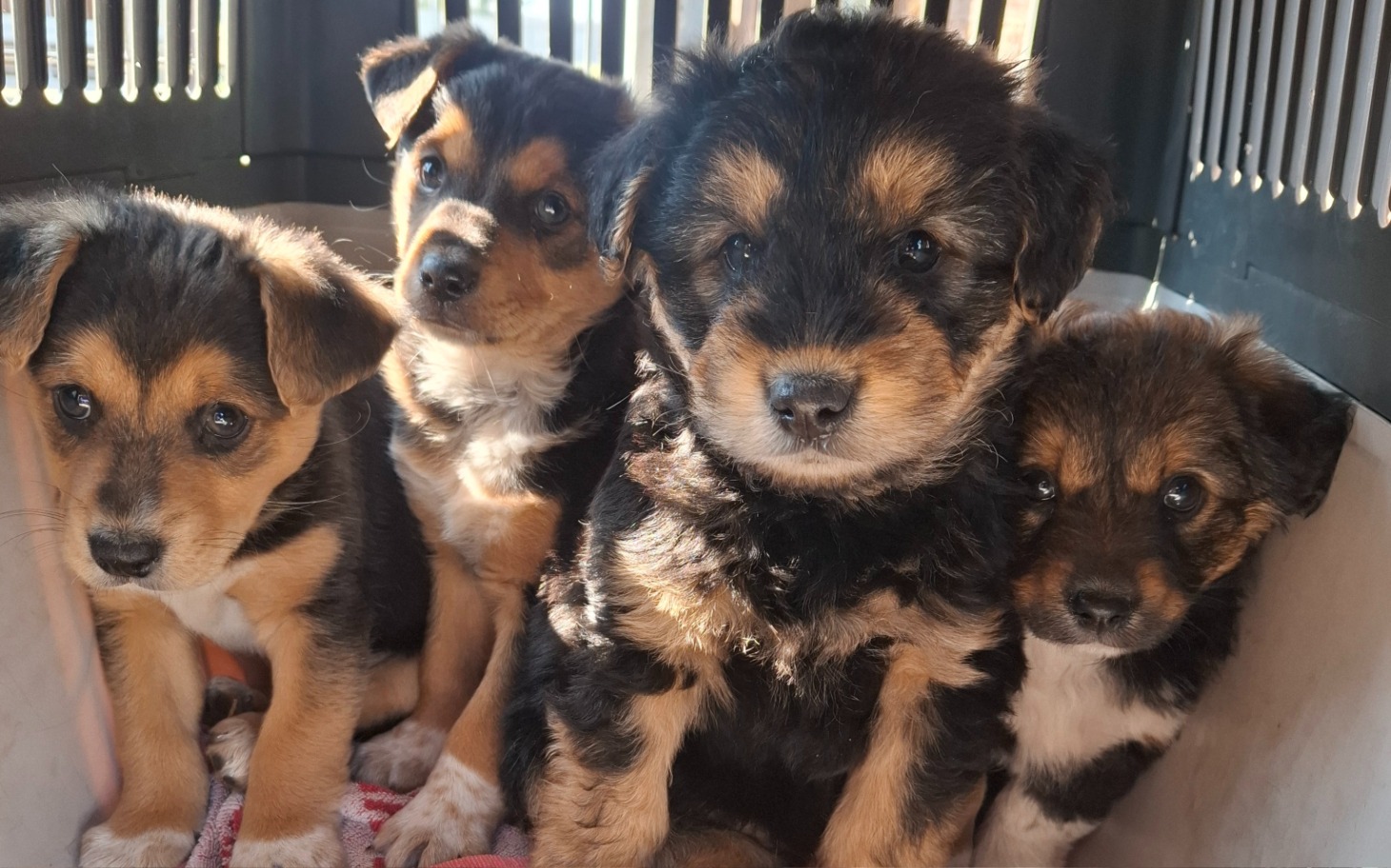 
        Cztery szczeniaki w transporterze, wyglądające na radosne.
    