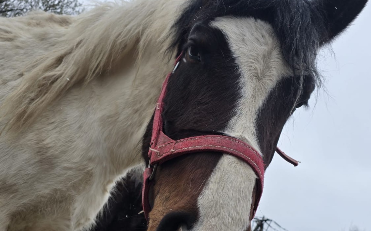 
        Koń z czerwoną uprzężą, z bliska, na tle szarego nieba.
    