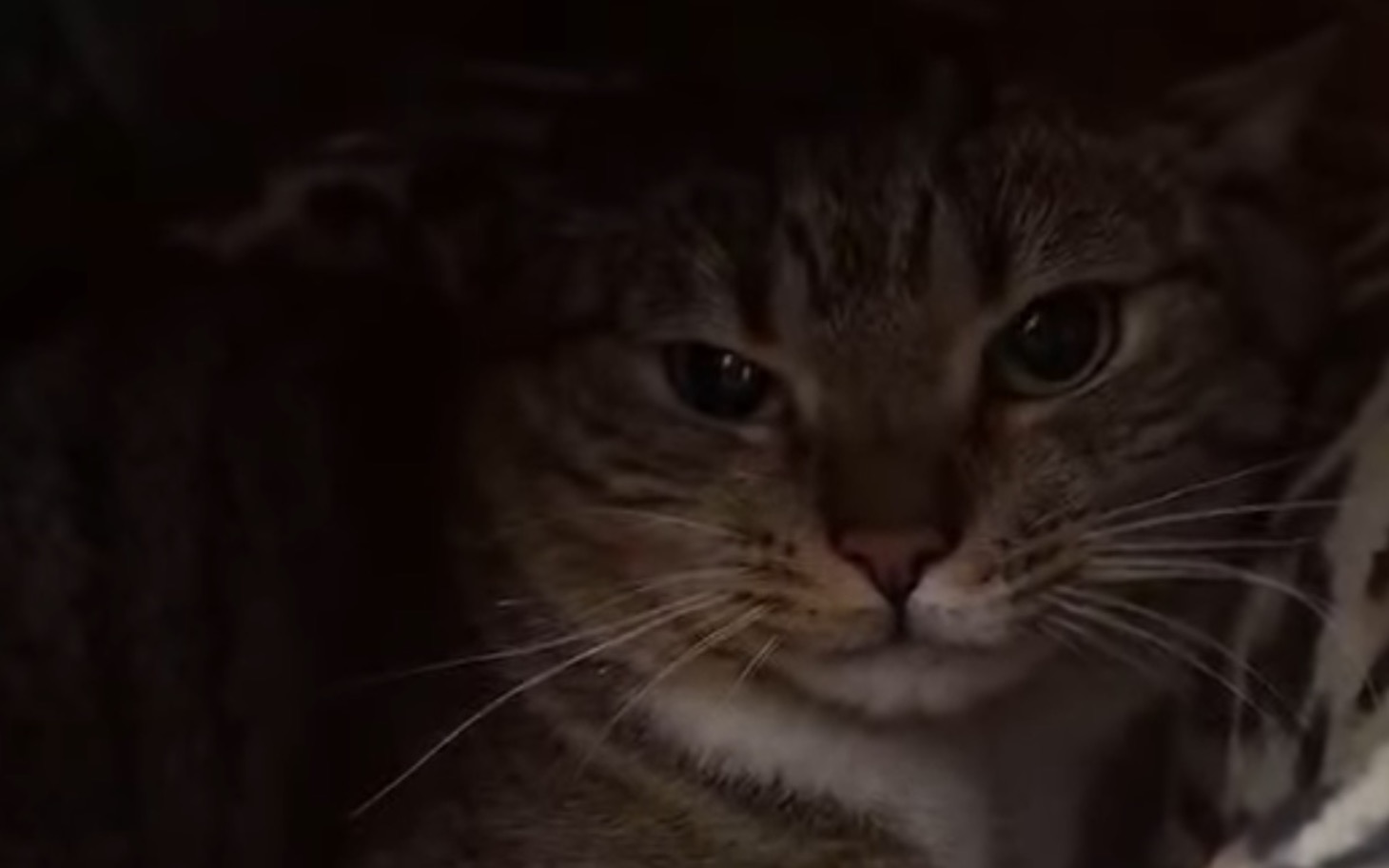 
        Kot w ciemnym miejscu, z wyrazem spokojnej twarzy.
    