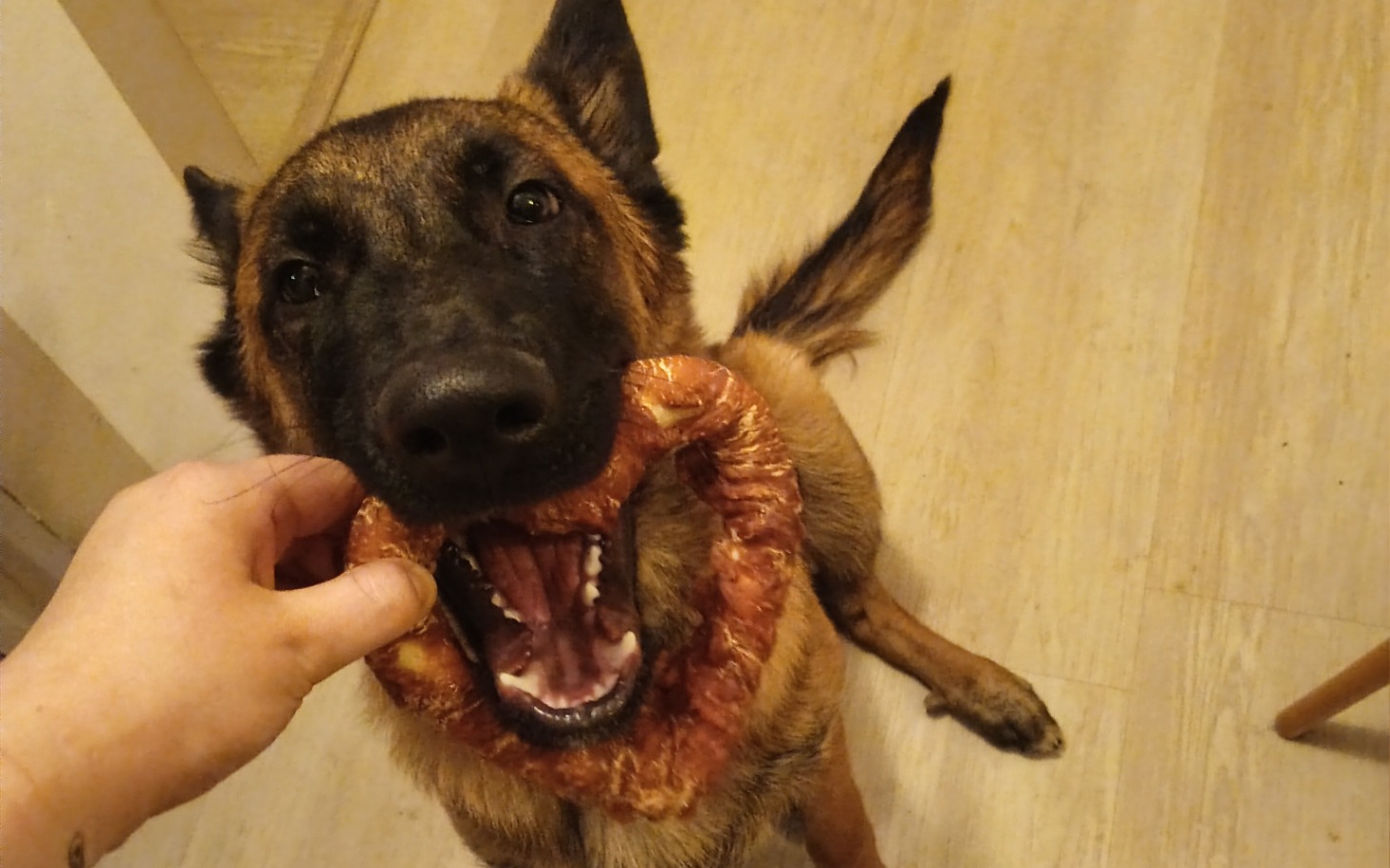 
        Pies trzyma w pysku dużą kość, wygląda na szczęśliwego.
    