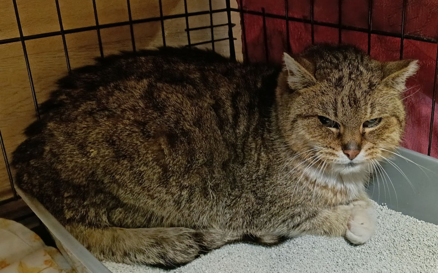 
        Kot odpoczywający w kuwecie, z wyrazem spokoju.
    