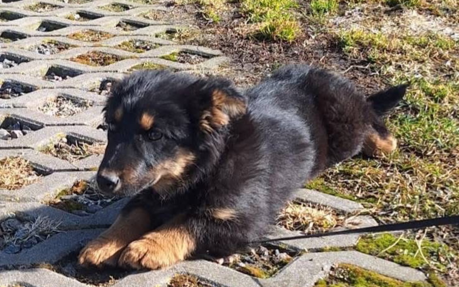 
        Szczeniak leżący na chodniku, otoczony zielenią.
    